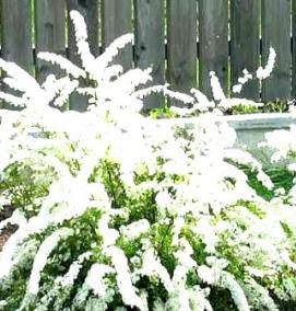 спирея грефшейм саженец - тип 3