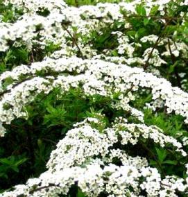 спирея грефшейм саженец - тип 2