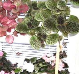 стеллажи для рассады цветов - вариант 2