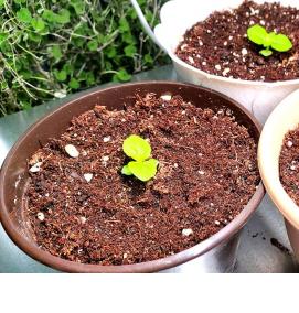 субстрат для укоренения - модель 4