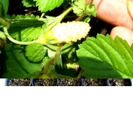 субстрат для укоренения - модель 2