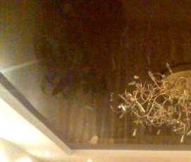 светло коричневые натяжные потолки - вариант 2