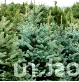 свежий сруб - тип 4