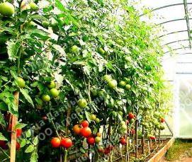 теплица дачная премиум - тип 4