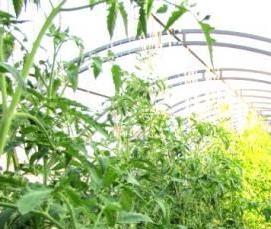 теплица из поликарбоната усиленная кремлевская люкс - тип 3