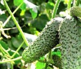 теплица из железной сетки - тип 2