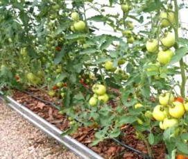 теплица капелька усиленная - вариант 4