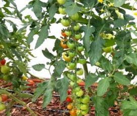 теплица капелька усиленная - вариант 2