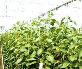 теплица круглогодичная промышленная - вариант 2