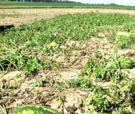 теплица подмосковная - вариант 3