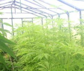 теплица стеклянная домик - модель 3