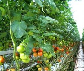 теплица трубная - модель 3