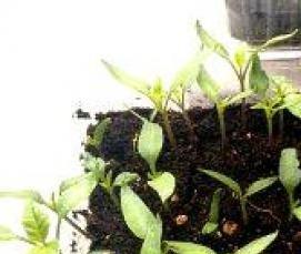 теплицы болгарские - тип 1