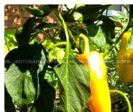 теплицы болгарские - тип 4