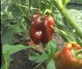 теплицы болгарские - тип 3