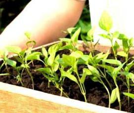 теплицы болгарские - тип 2