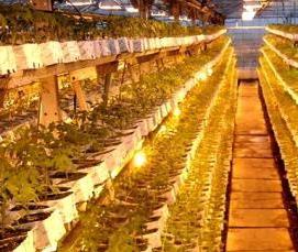 теплицы коньковые - тип 3