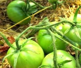 теплицы красные - модель 3