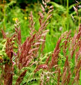 трава для газона вытесняющая сорняки - вариант 1