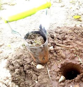 тыква рассада - модель 1