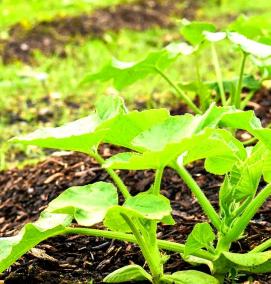 тыква рассада - модель 3