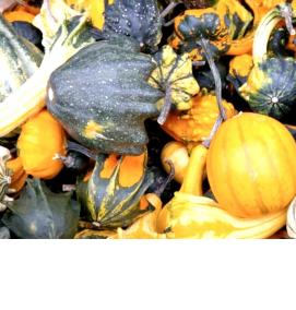 тыква рассада - модель 2