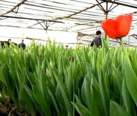 тюменская теплица - модель 4