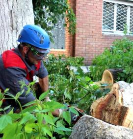 удаление деревьев - модель 1