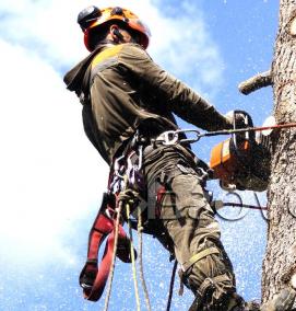 удаление деревьев - модель 4