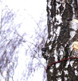 удаление деревьев - модель 3