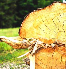 удаление деревьев - модель 2