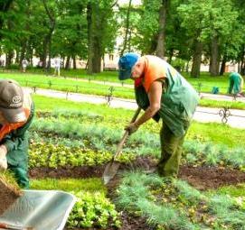 удаление кустарников - вариант 1
