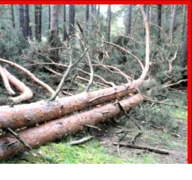 удаление сухостойных буреломных ветровальных деревьев - модель 1
