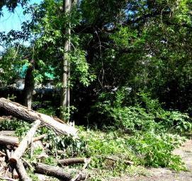 удаление сухостойных буреломных ветровальных деревьев - модель 4