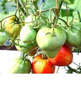 удобрение для рассады томатов и перца - вариант 1