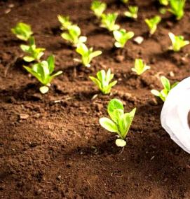 укрывной материал для саженцев на зиму - вариант 4