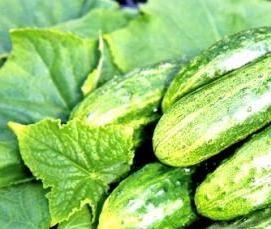 уральские теплицы - тип 1