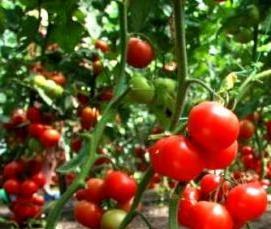 уральские теплицы - тип 4