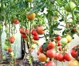 уральские теплицы - тип 3