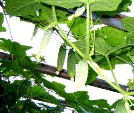 уральские теплицы - тип 2