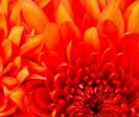 Вагонка 12,5 мм - вариант 3