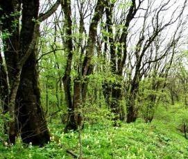 Вагонка Русский лес - модель 4