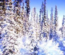 Вагонка Русский лес - модель 2