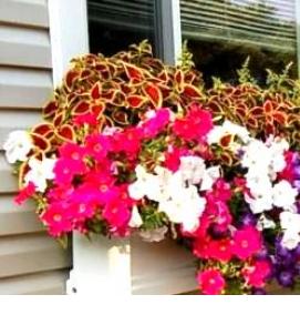 Вазон без дна - вариант 4