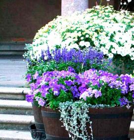 Вазон ракушка - вариант 1