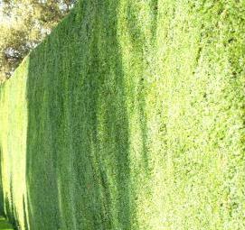 Вертикальное озеленение - вариант 3