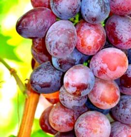 Виктория саженцы - вариант 1