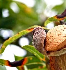 Виктория саженцы - вариант 4