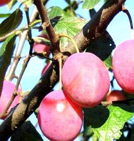 Виктория саженцы - вариант 3