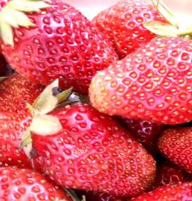 Виктория саженцы - вариант 2